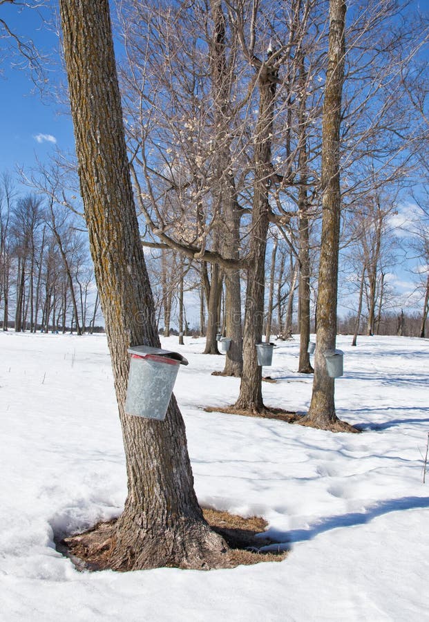 Tapping maple trees for sap