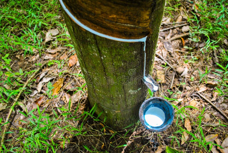 Kruiden Pygmalion Verhogen Latex Collecting Cup for Rubber Tapping Stock Image - Image of collection,  attached: 188699063