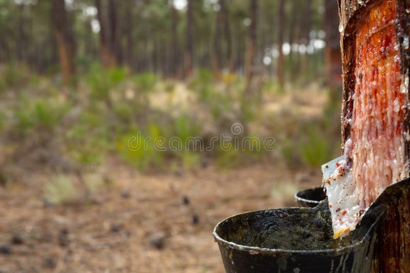 Method of Collecting Pine Resin Stock Photo - Image of collection,  coniferous: 119725262