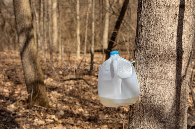 Collecting sap from sugar maple tree. Maple sugaring and maple syrup production concept.