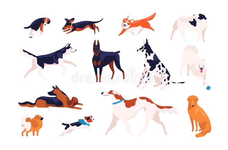 Collection of adorable dogs of different breeds playing, running, walking, sitting, pooping. Bundle of amusing cartoon domestic animals or pets isolated on white background. Flat vector illustration