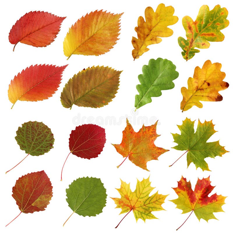 Collection of autumn leaves, aspen and elm, oak and maple, isolate.