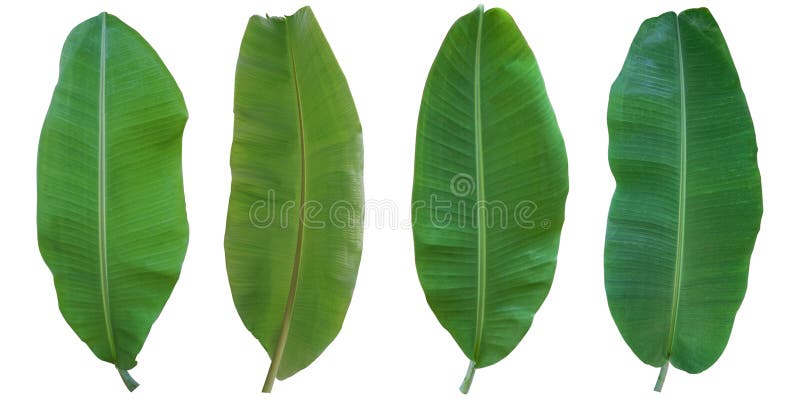 The Collection of Banana Leaf on Isolated and White Background , with ...