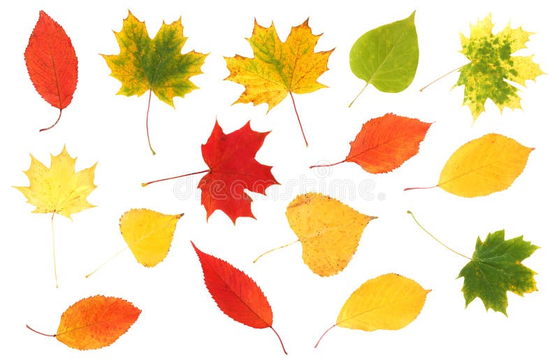 Fall maple leaves stock photo. Image of summer, autumn - 14061374