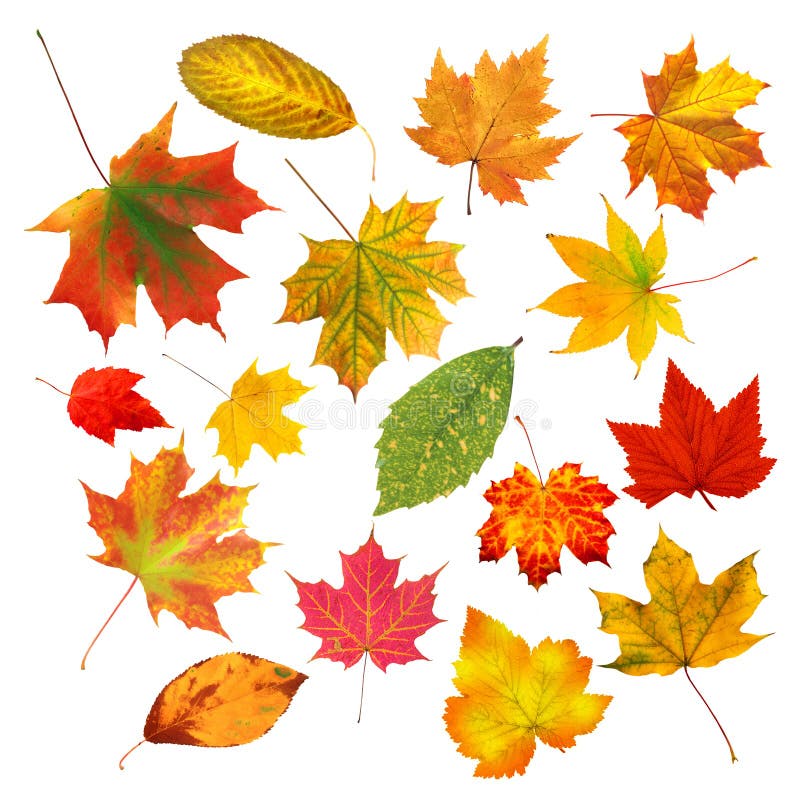 Collection beautiful colourful autumn leaves isolated on white royalty free stock photography