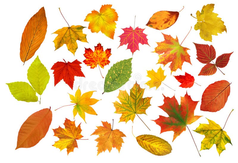 Collection beautiful colourful autumn leaves isolated on white royalty free stock images