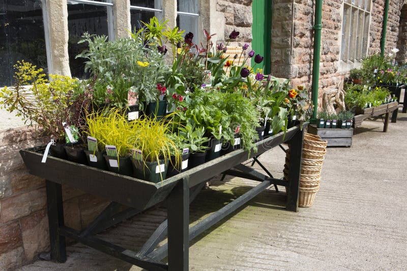 Beautiful Assorted Plants in Pots on a Table Stock Image Image of pots, plants 116351663