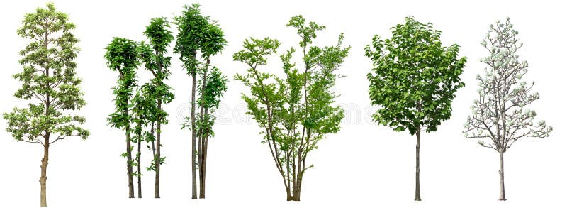 Transparent Deciduous Tree Png Transparent Background Tree Png Png Download Transparent Png Image PNGitem