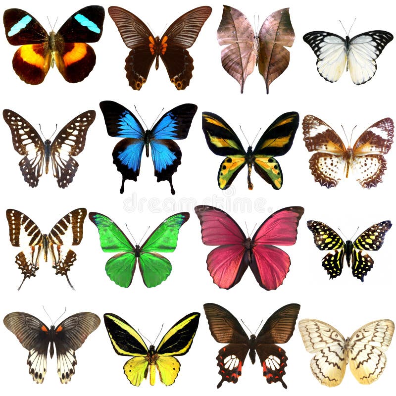 Collection of Beautiful Tropical Butterflies Stock Photo - Image of ...