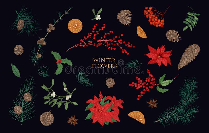 Collection of beautiful winter decorative plants isolated on black background. Bundle of traditional natural Christmas