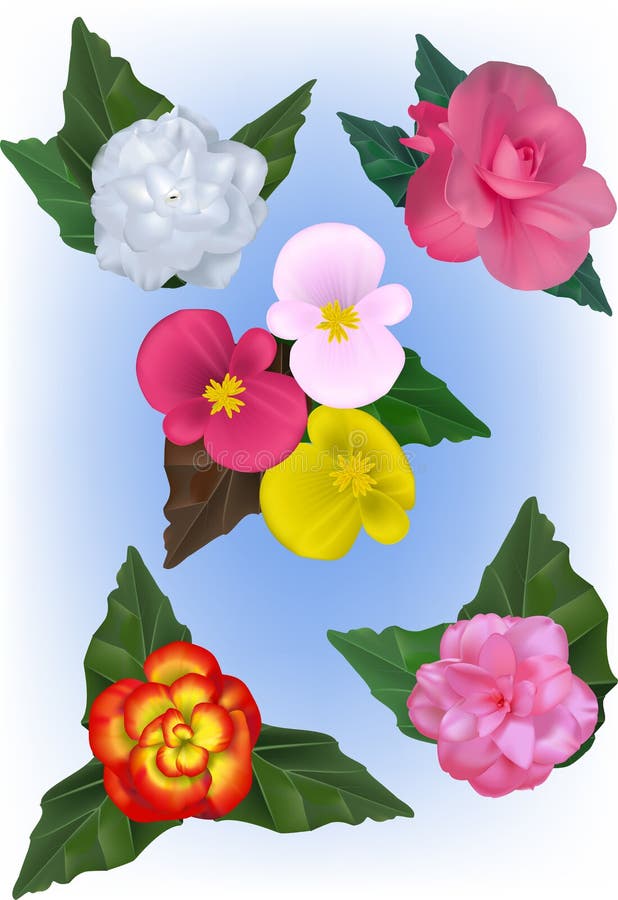 A Collection of Begonia flower Vector Illustrations