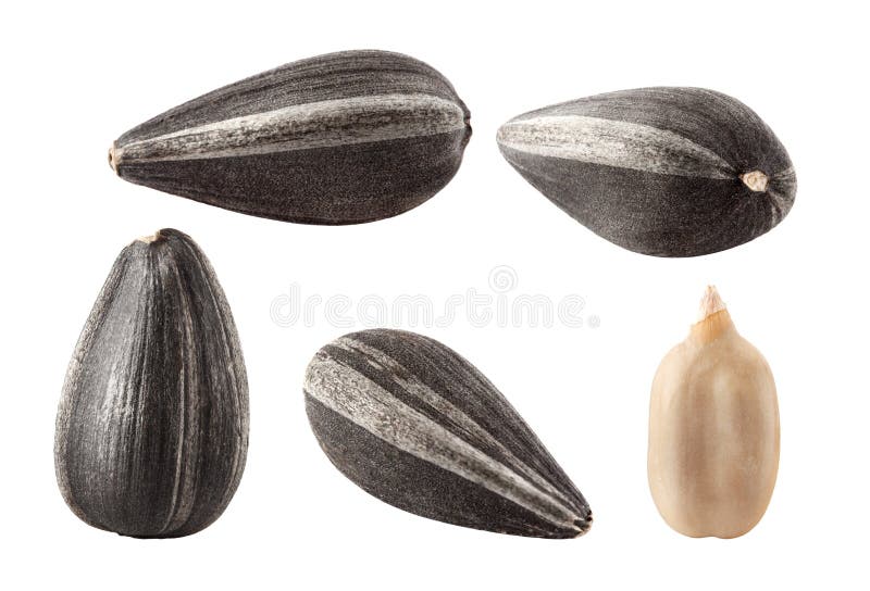 Collection of Black Sunflower Seeds Isolated on White. Stock Image