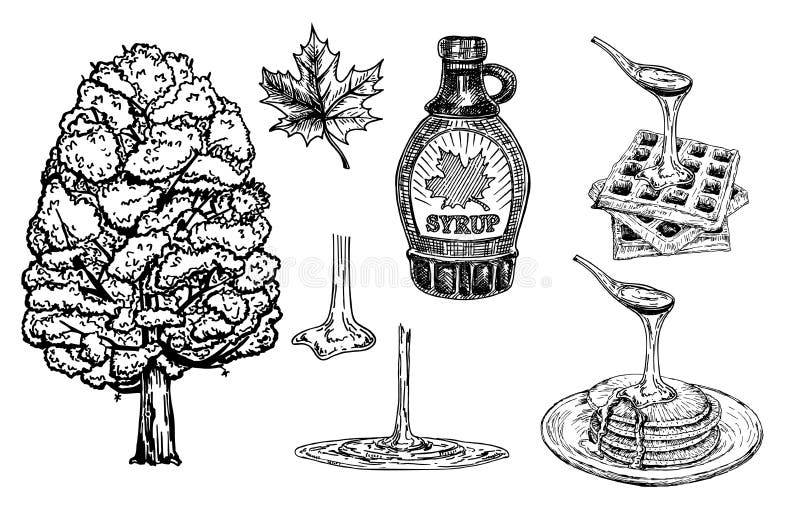 pix Maple Syrup Clipart Black And White dreamstime com