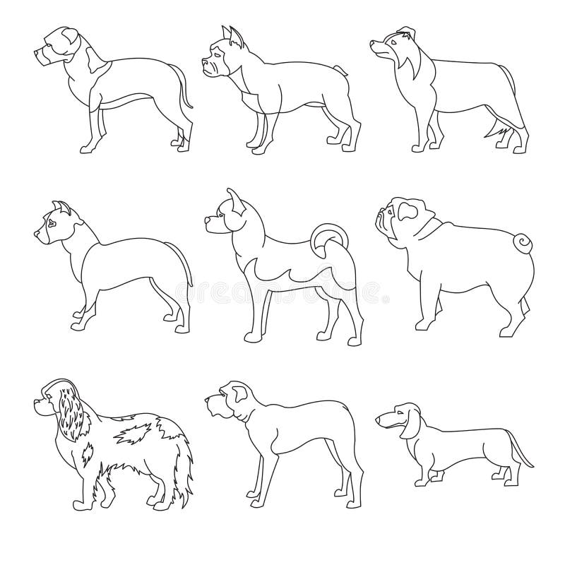 Collection of breeds dog in linear style. Bulldog and collie, dachshund and spaniel, vector illustration