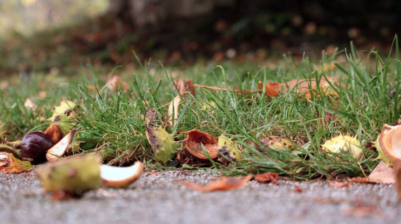 Burstchestnut Stock Photos - Free & Royalty-Free Stock Photos from ...