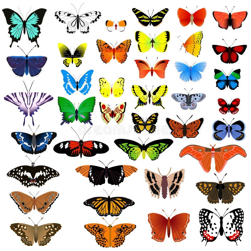 Collection of butterflies