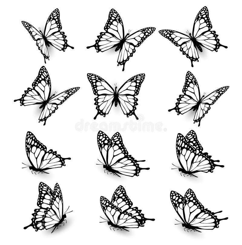 Collection of Butterflies, Flying in Different Directions. Stock Vector