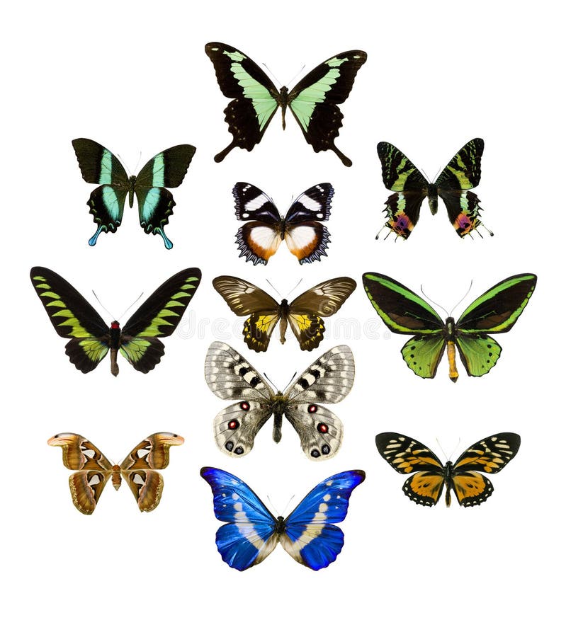 Collection of different kind of butterfly. Collection of different kind of butterfly