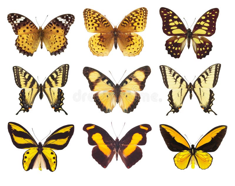 Beautiful yellow butterfly on a white background. Beautiful yellow butterfly on a white background