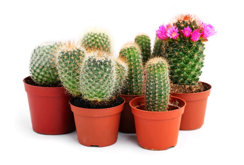 Collection Of Cactuses In A Pot Stock Image Image of bloom, house