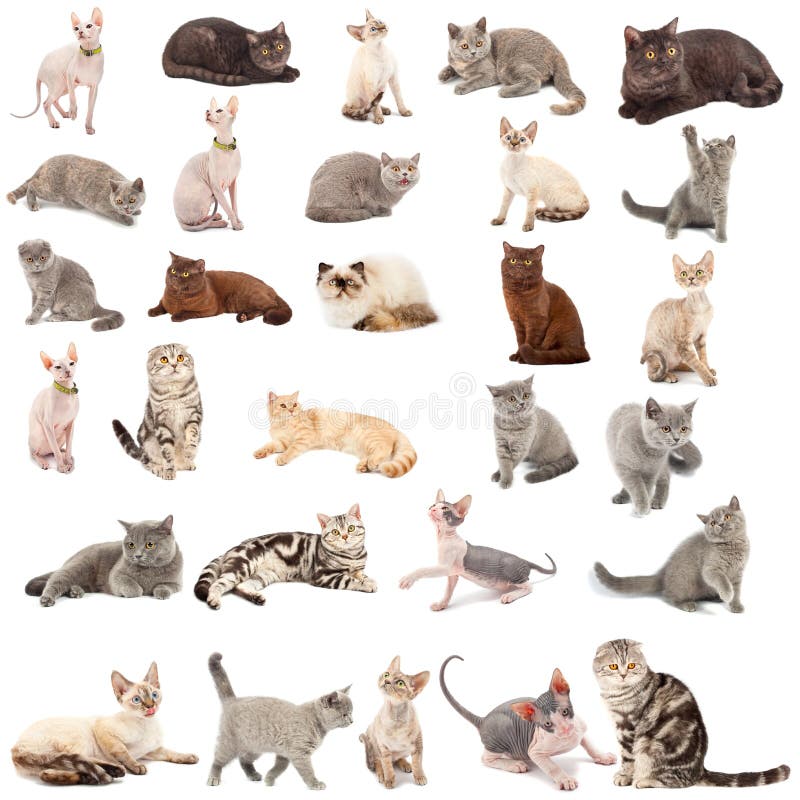 Collection of a cats