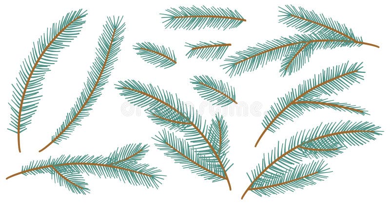 Collection Christmas Fir Tree Branch. New year green sketch branches set. Firtree or pine. Xmas spruce decoration