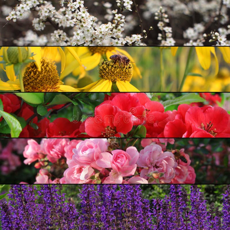 Collection of Colorful Flower Banners or Background Stock Image - Image