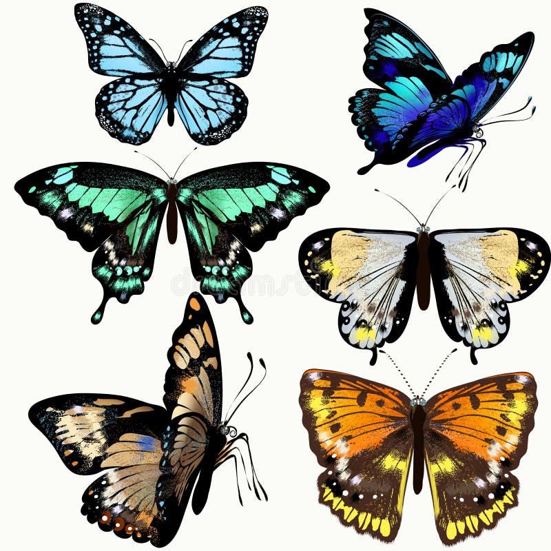 Collection colorée de papillons réalistes de vecteur illustration de vecteur Collection colorée de papillons réalistes de vecteur illustration de vecteur