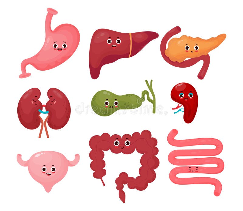 Collection Cute Human Cartoon Organs. Gastrointestinal Tract. Vector ...