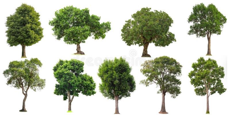 Collection of cutout tree for use as a raw material for editing work. Isolated deciduous tree on a white background  with clipping