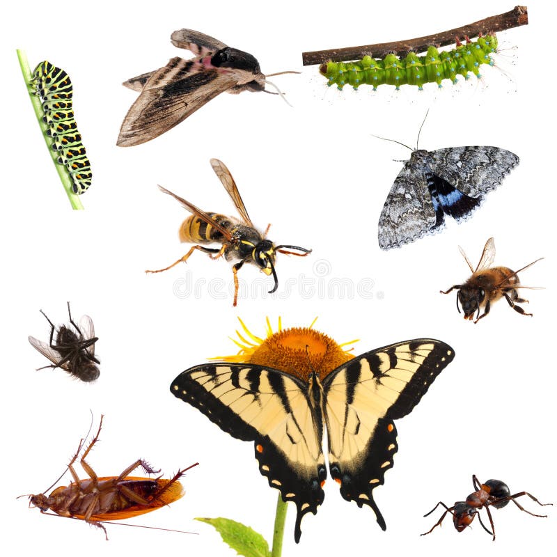 Collection of insects. Many different butterflies, caterpillars, moths, bees, ants etc. Collection of insects. Many different butterflies, caterpillars, moths, bees, ants etc.