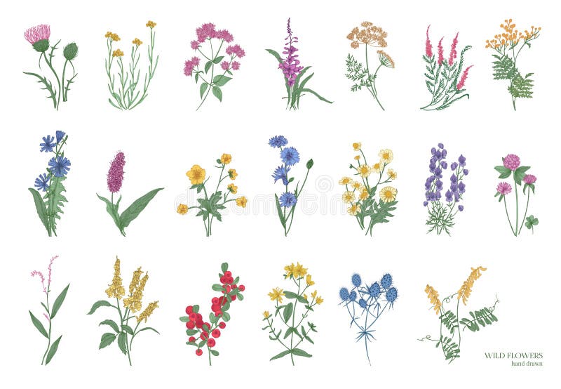 Collection of beautiful wild herbs, herbaceous flowering plants, blooming flowers, shrubs and subshrubs isolated on white background. Hand drawn detailed botanical vector illustration. Collection of beautiful wild herbs, herbaceous flowering plants, blooming flowers, shrubs and subshrubs isolated on white background. Hand drawn detailed botanical vector illustration
