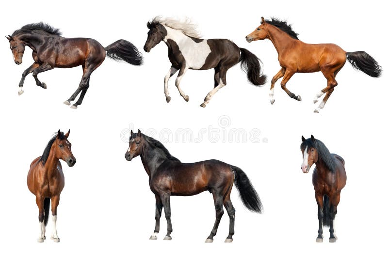 Collection de cheval d'isolement photo stock Collection de cheval d'isolement photo stock