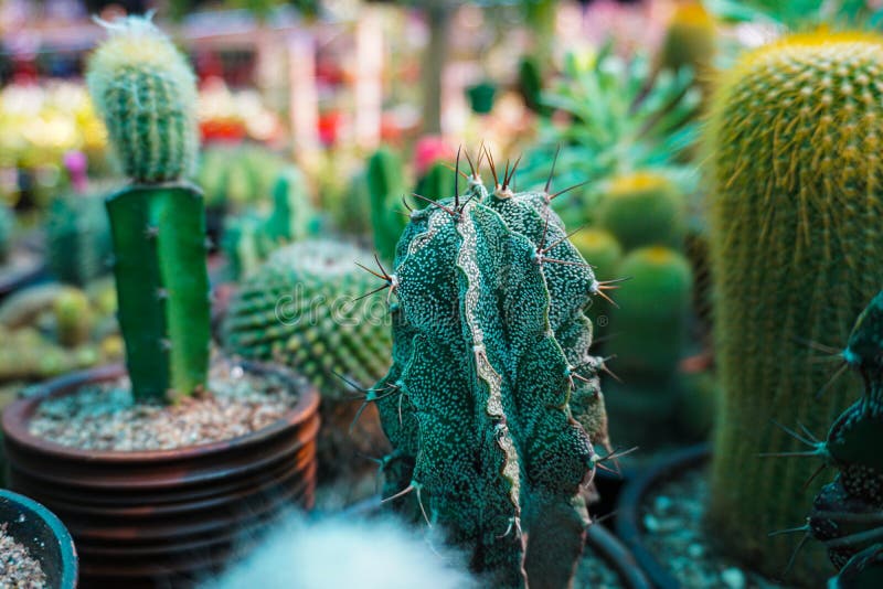 Collection de divers cactus et plantes succulentes dans différents pots images libres de droits Collection de divers cactus et plantes succulentes dans différents pots images libres de droits