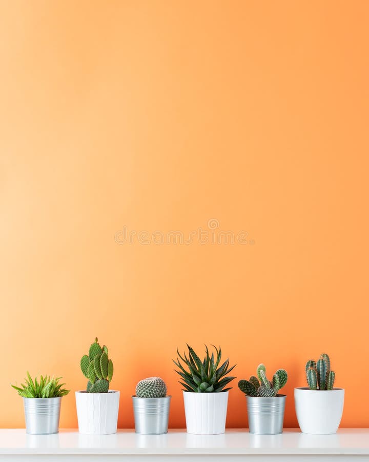 Collection de divers cactus et de plantes succulentes dans différents pots Usines mises en pot de maison de cactus sur l'étagère image libre de droits Collection de divers cactus et de plantes succulentes dans différents pots Usines mises en pot de maison de cactus sur l'étagère image libre de droits