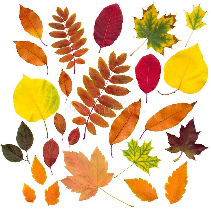 Collection de feuilles d'automne d'isolement