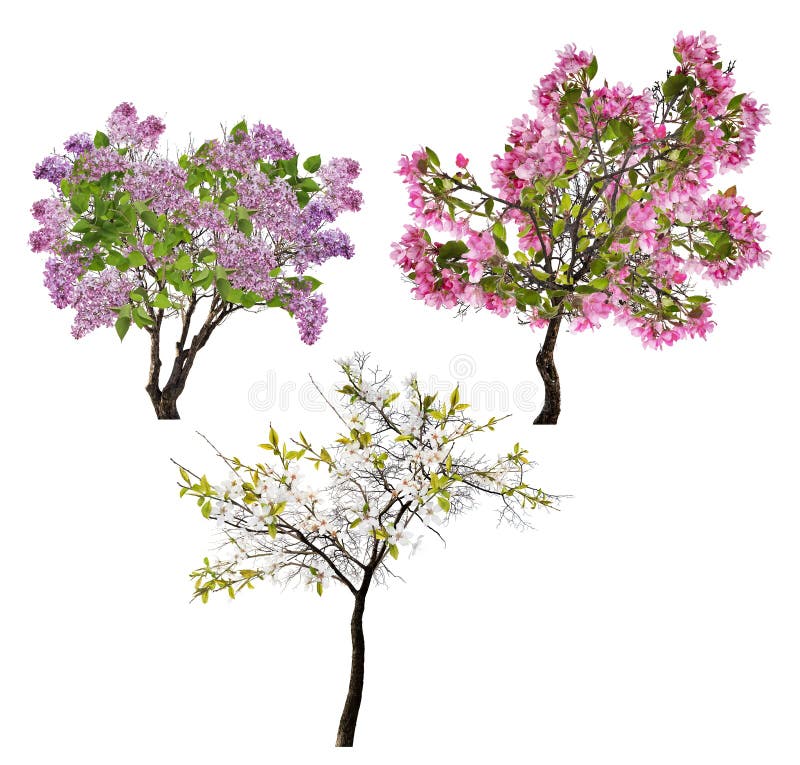 Collection de trois arbres de floraison d'isolement sur le blanc image stock Collection de trois arbres de floraison d'isolement sur le blanc image stock