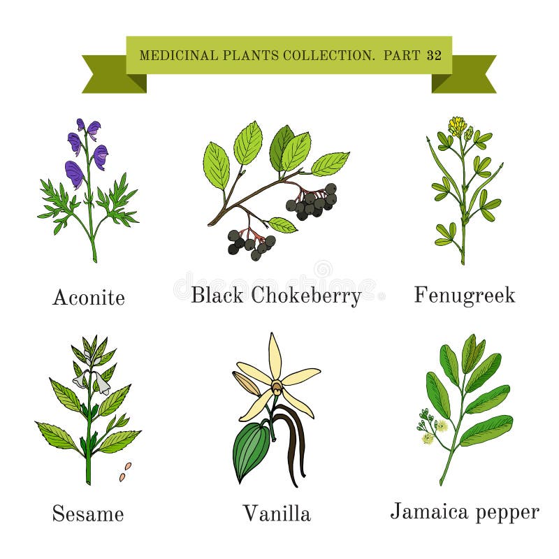 Vintage collection of hand drawn medical herbs and plants, aconite, black chokeberry, fenugreek, sesame, vanilla, jamaica pepper. Botanical vector illustration. Vintage collection of hand drawn medical herbs and plants, aconite, black chokeberry, fenugreek, sesame, vanilla, jamaica pepper. Botanical vector illustration