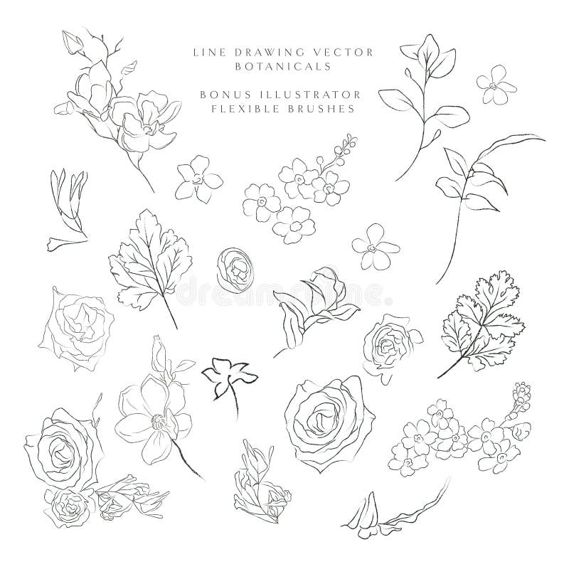 Line drawing vector botanicals, flowers, plants