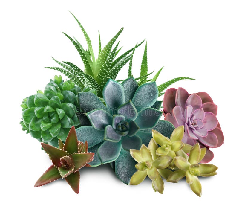 Collection of different beautiful succulents on white background royalty free stock photo