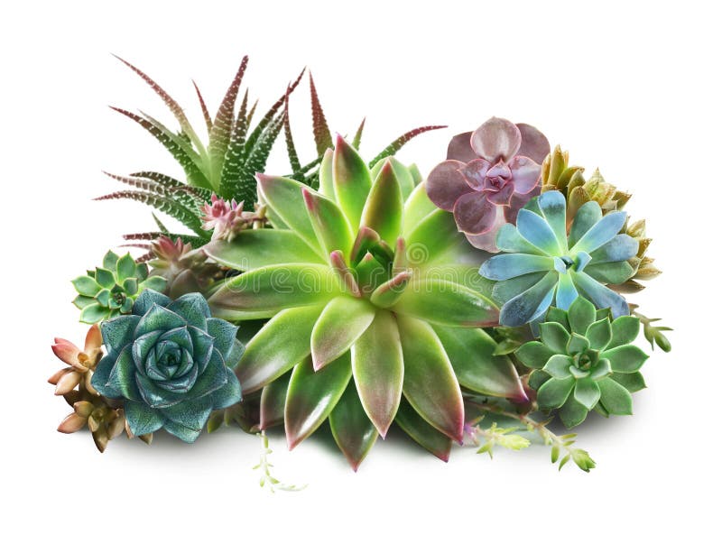 Collection of different beautiful succulents on white background. Collection of different beautiful succulents on background