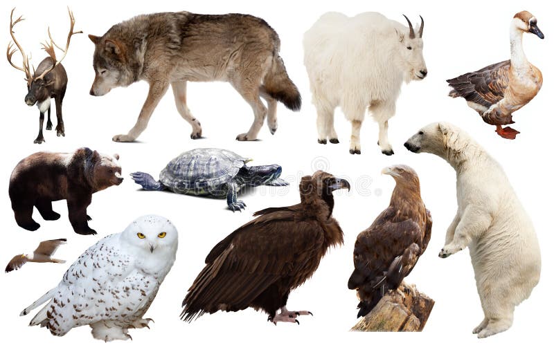 Set of North American Animals Isolated Stock Image - Image of seagull,  bull: 231653469
