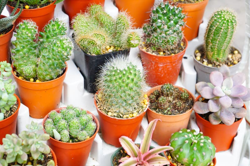 Different types of cactus stock photography