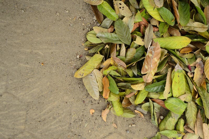 A Collection of Dried Leaves Stock Photo Image of branch, life 212160450