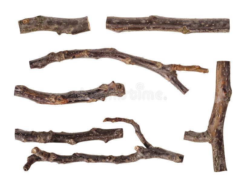 Collection of Dried Tree Branches Isolated on White Stock Image Image