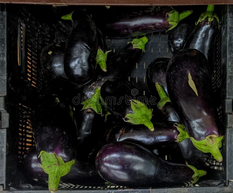 Collection of Eggplant in a Store for Sale Stock Photo Image of