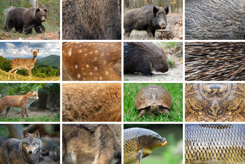 Collection of Eight Animals and Their True Skin Textures Stock Photo -  Image of material, color: 162263356