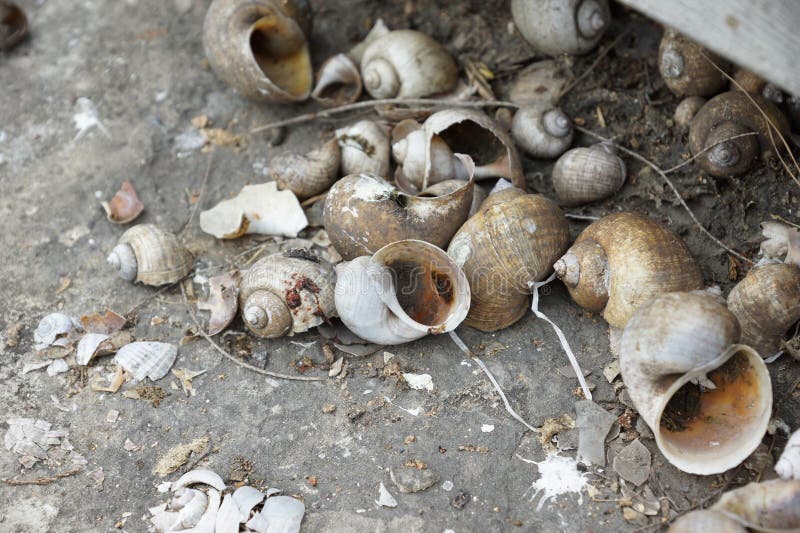 A collection of empty snail shells scattered on a rough concrete surface stock photography