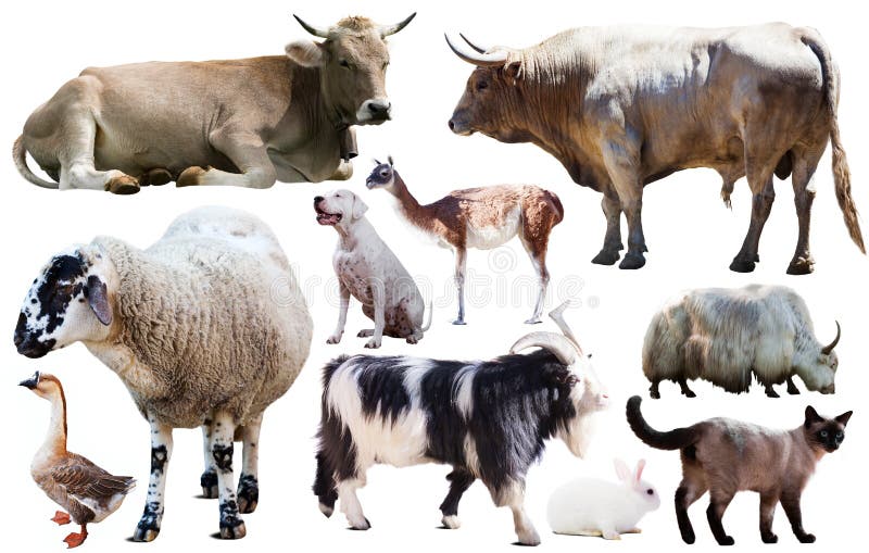 Collection farm animals royalty free stock images Collection farm animals royalty free stock images