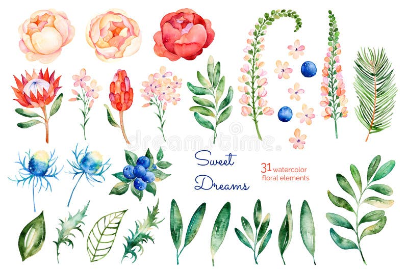 Collection florale colorée avec des roses, fleurs, feuilles, protea, baies bleues, branche impeccable, eryngium illustration de vecteur Collection florale colorée avec des roses, fleurs, feuilles, protea, baies bleues, branche impeccable, eryngium illustration de vecteur